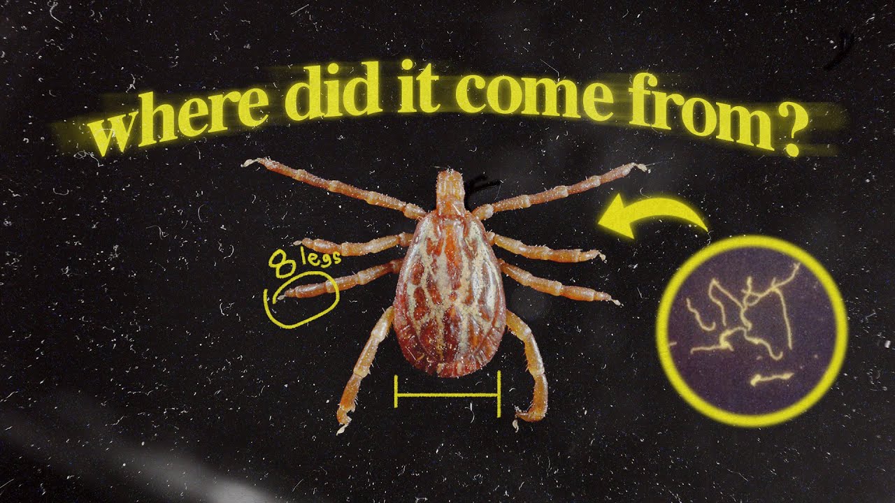 The Mysterious Origins of Lyme Disease episode
